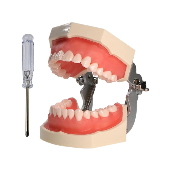 US 32Pcs Dental Replace Screw-in Teeth Model Kilgore NISSIN 200 US 32Pcs Dental Replace Screw-in Teeth Model Kilgore NISSIN 200