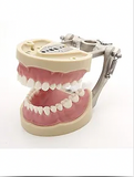 Dental Typodont Model Teaching Study Compatible with Kilgore Nissin 200 Type
