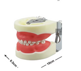 Child Teeth Model With 24pcs Removable Resin Teeth