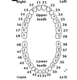 Replacement Teeth  Kilgore Teeth Nissin-200 Series- Individual teeth