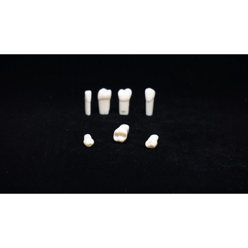 A5A-200#27 (4.3) Plastic Replacement Lower Right Teeth with Straight Roots Canine